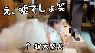 【まじかw】妹が超大型犬の上をまさかの顔面から乗り越えちゃいましたw｜グレートピレニーズ