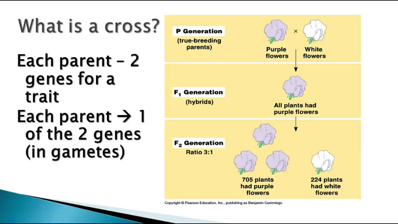 Genetics - Mendel's Principles - YouTube