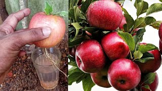 I will Suprise idea to Apples breed this great way|Green Plant