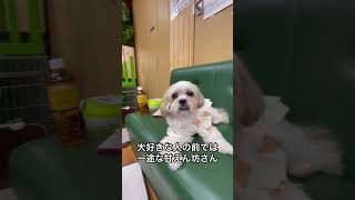 保護犬パーク長居店さんで、里親募集中のゴンくん