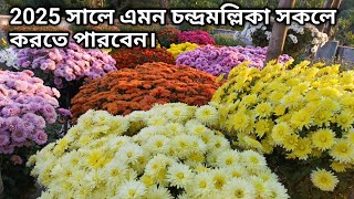 দেখার মত চন্দ্রমল্লিকা ফুল প্রতি গাছে ৩০০০+ ফুল সকলে করতে পারবেন ।। gardening tips and tricks