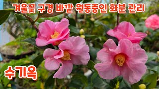 #겨울꽃 구경 마당 #월동되는 화분 둘러보기 #방제이야야기