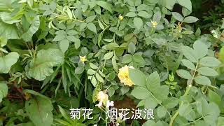 南阳月季种植户透露内幕  高提根月季怎样培植，才能达到理想状态