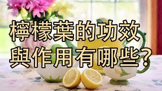 【檸檬葉】的功效與作用有哪些？-健康密碼TV