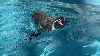 【冬の動物園】フンボルトペンギン - 気持ちよさそうに泳いでいるペンギンのみなさん -