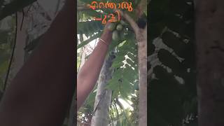 ഇങ്ങനെ കഴിച്ചു നോക്കിയിട്ടുണ്ടോ 😀😋 ഈ വർഷം ആദ്യം പിടിച്ചതാണേ.. 😋😍