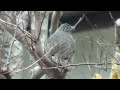 ヒヨドリの鳴き声　brown eared bulbul