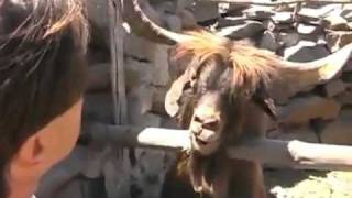 Evil goat from Hell