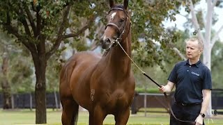 Behind The Barriers - Colm Santry, Coolmore Australia