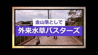 金山落（かなやまおとし）で外来水草バスターズ