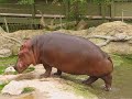 hippo gets explosive diarrhea.