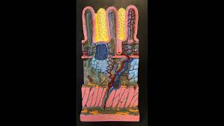 small intestine anatomy model