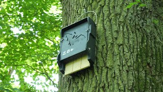 The North Hampshire Bat Box Project