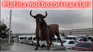 Platina mol bozori buqa narxlari,19.02.2025 siz kutgan video