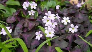 1788#園芸#オキザリス・トリアングラリス#家の周り#Gardening#Oxalis triangularis#20220724