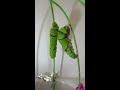 無尾鳳蝶飼養記錄papilio demoleus〈昆蟲 02美麗的蛻變1 3終五成年禮〉4 8 1清腸排水巡場0707