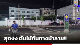 สุดงง ต้นไม้กั้นทางม้าลาย!! | ข่าวช่อง8