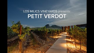 LMV Grapes: Petit Verdot