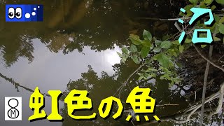 【水辺潜入】虹色の魚が群れる沼に潜入してみた