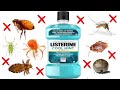 Say Goodbye to Pests Forever with Listerine's Effective Solution