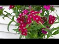 cut flower perennials that are easy to start from seed zone 5 seed starting wild bird farm