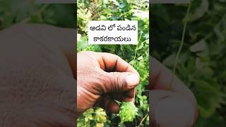 అడవి లో పండినకాకరకాయలు#nature#like#share#subscribe#trendingshorts#trending#vegetables#plants