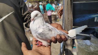 মাএ- 300 /-টাকা জোড়া পায়রা | বীরনগর পায়রা হাটে | কালদোমা ঝুঁটি পায়রা হাটে | Birnagar Bird Market