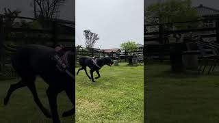 ボールキャッチの練習をする犬と、近くでウンチをする犬 #shorts