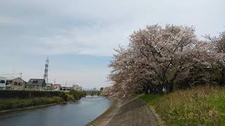 静岡県浜松市中区船越町 馬込川2020 桜並木 11