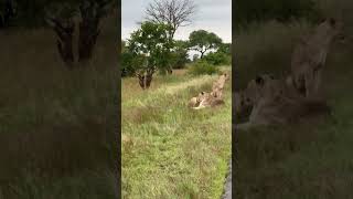 Some stunning views #wildlife #bushlife #safari #lions #nature