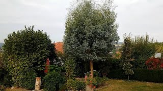 Eucalyptus gunni 'Azura' in Germany, rate of growth and pruning