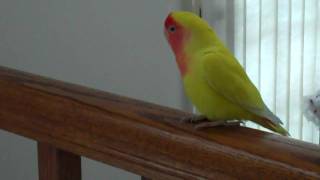 Lutino Lovebird