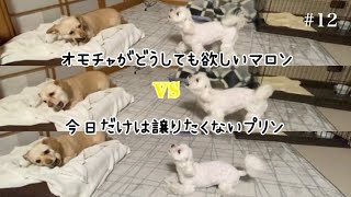 #マルチーズ#チワックス#多頭飼い【喧嘩】マロンが吠え続ける訳とは？