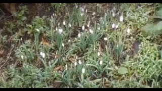 First Snowdrops and Primroses Jan 7th 2018