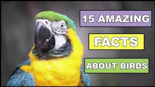 Birds Name | Top 5 About Facts of Birds | रोचक तथ्य पक्षियों के बारे में | Birds Facts for Kids|