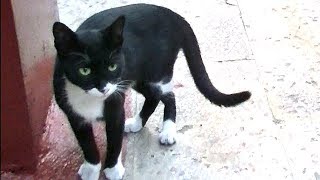 散歩の途中で消えた猫は？あっ！猫が倒れてる！焦るの巻き ♯3