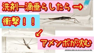 【虫の実験】#2 アメンボの水槽に洗剤を１滴垂らすと！？衝撃な事が起きました！！