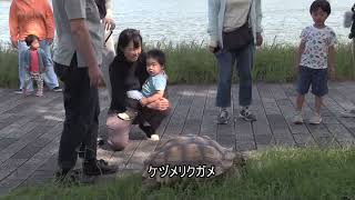 水元公園・宝蔵院の彼岸花