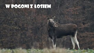 W pogoni za łosiem//fotografia przyrodnicza//wildlife photography//sony a7iv//sony 200-600//łoś