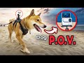 Insta360 GO3 Honest Review by a DOG! 🐶 vs. GO2, iPhone, OneRS & Insta360 X3