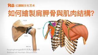 人体解剖学2022｜肩胛骨怎么画｜艺用解剖｜如何绘制肩胛骨与附着在肩胛骨上的肌肉？