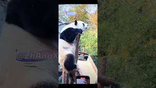 24.11.7萌兰倒立一字马MengLan does a handstand split#大熊猫萌兰 #大熊猫宝力 #大熊猫青宝 #大熊猫谊谊 #大熊猫升谊@王烟花