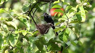 Greater racket-tailed Drongo