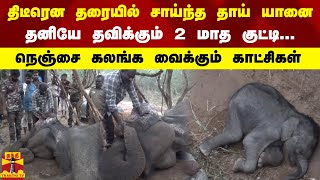 திடீரென தரையில் சாய்ந்த தாய் யானை...தனியே தவிக்கும் 2 மாத குட்டி...நெஞ்சை கலங்க வைக்கும் காட்சிகள்