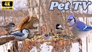 Winter Birds and a Sassy Squirrel in the Woods | TV for Cats, Dogs and Nature-Enthusiasts