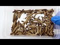 100 superworms vs scorpion 100条大麥蟲vs蠍子