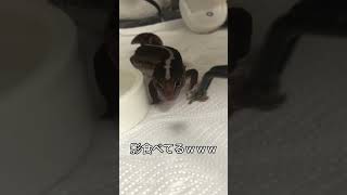 餌を見失ったニシアフが可愛すぎて悶絶wwwwwwww