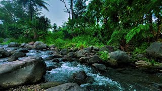 Magical sounds of the forest, Beautiful Water River Sounds, Goodbye Stress to Deep Sleep Instantly