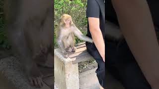 #monkeylife #poorbaby #poormonkey #babymonkey #monkeys #monkey #animals #thedodo#saveanimal #shorts