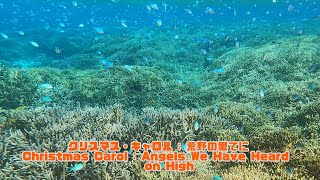 ４ｋ 「デバスズメダイ」「Blue-green chromis」【4k 水中 UNDERWATER GoPro9】【宮古島　海　サンゴ　魚　シュノーケリング　水族館　観光　移住】